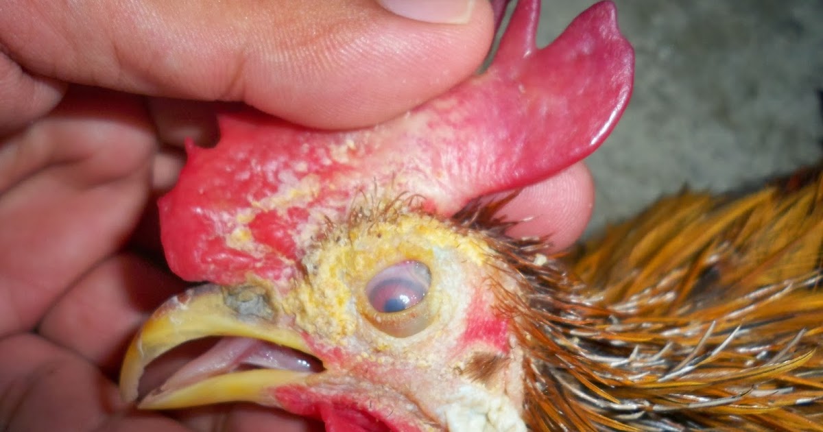 Serama Malaya: Tips untuk merawat penyakit kurap ayam (How 