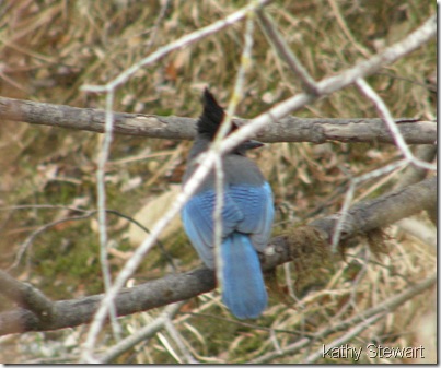 Steller's Jay