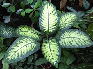 Plantas que são perigosas para cães: Comigo-ninguém-pode (Dieffenbachia spp.)