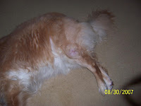 Dog Fatty Tumor6