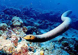Alvina Choirida 7 Binatang  Laut  Paling Berbahaya  di  Dunia 