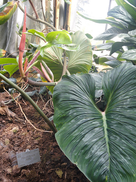 Filodendro-nuvem-cinza-Philodendron-mamei