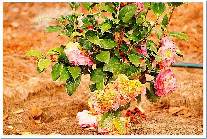 flowers-stock-photo-free-1 (842)