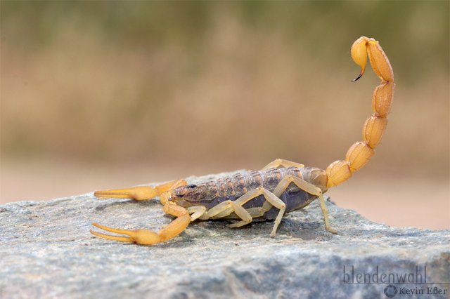 Mediterranean scorpion - Mesobuthus gibbosus