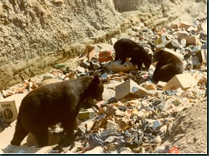 BearsinGarbageDump
