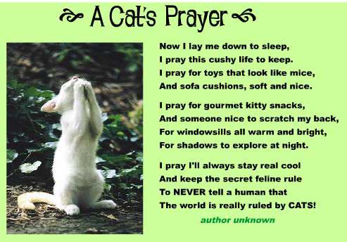 Kitten Praying a Cat's Prayer