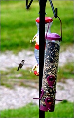 hbird 1