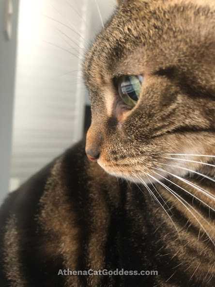 tabby cat side profile