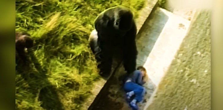 Gorilla protects the little boy - Photo cut from video