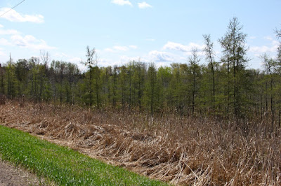 tamaracks finally greened  up