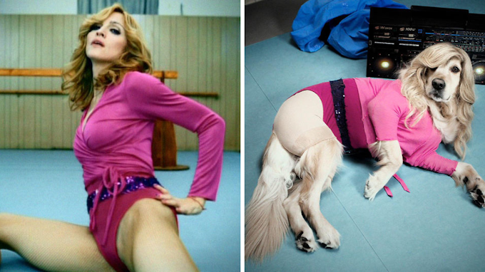 Enjoy the excellent dog project that put funny dog outfits on Madonna's famous photos.