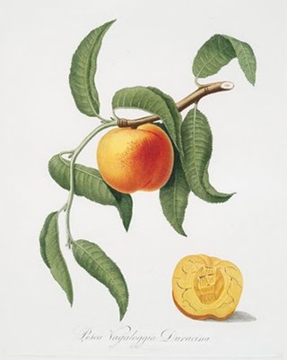 FRUIT_SKTECH09273