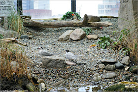 Aves en la Recreación de la Costa de las Islas de Boston del Acuario