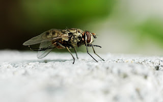 insects flies