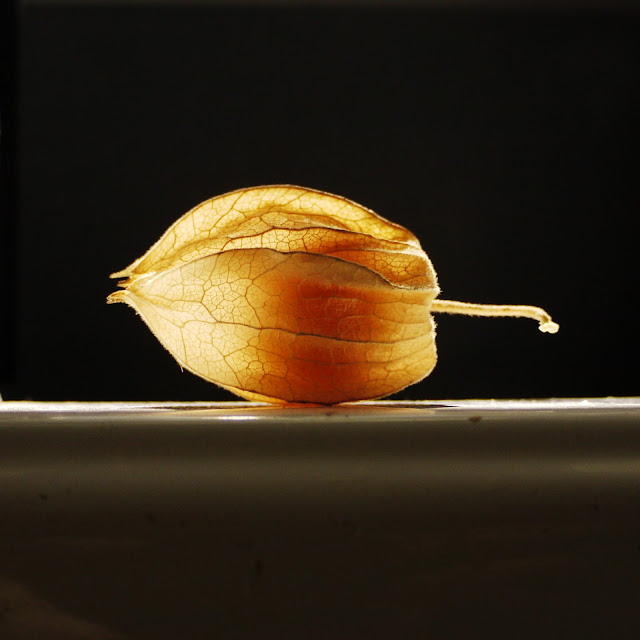 Cape gooseberry (Physalis peruviana)