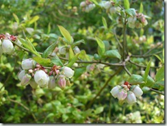 BlueberryFlowers