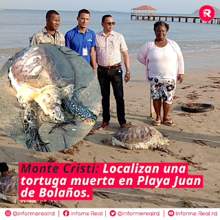 Monte Cristi: Localizan una tortuga muerta en Playa Juan de Bolaños.