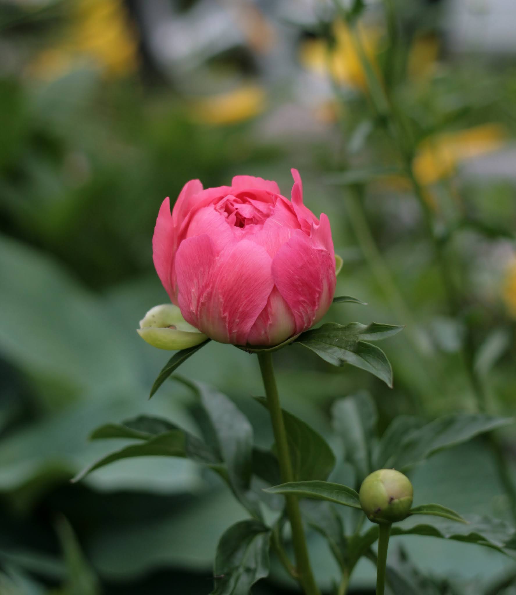 Paeonia 'Coral Sunset'