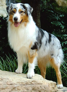 Australian Shepherd Dog Pictures