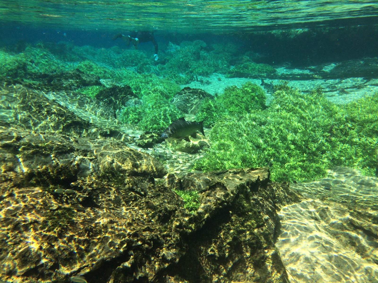 ボクの地球の歩き方 ブラジル 27 水中の絶景 美しすぎたボニートのプラタ川で って言われて半泣き