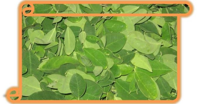 THE HEALTH BENEFITS OF AGATHI, MURUNGAI,MUKKRATTAI