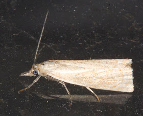Garden Grass Veneer moth, Chrysoteuchia culmella.  Keston Common moth trap, 2 July 2011.