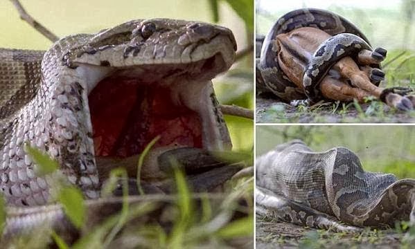 African-Python-Snake-Crushed-Bones-0f-Deer