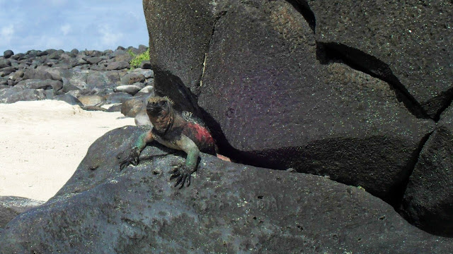 Marine iguana Espanola island