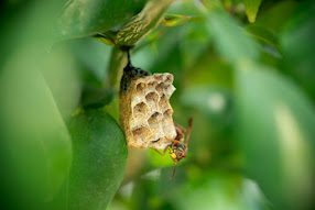 アイナガバチの巣