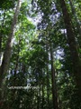 Teluk_Limau_trail_Bako_National_Park_52