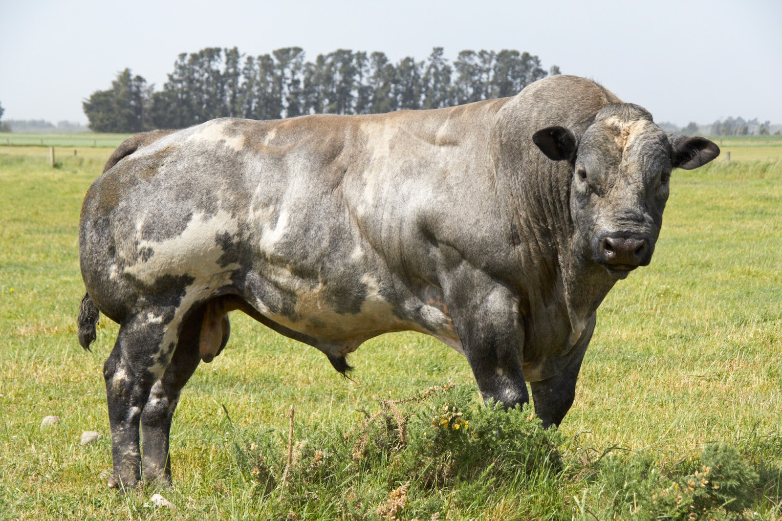 Belgian Blue - Pepper. That. Angus.  Stronger 24/7 