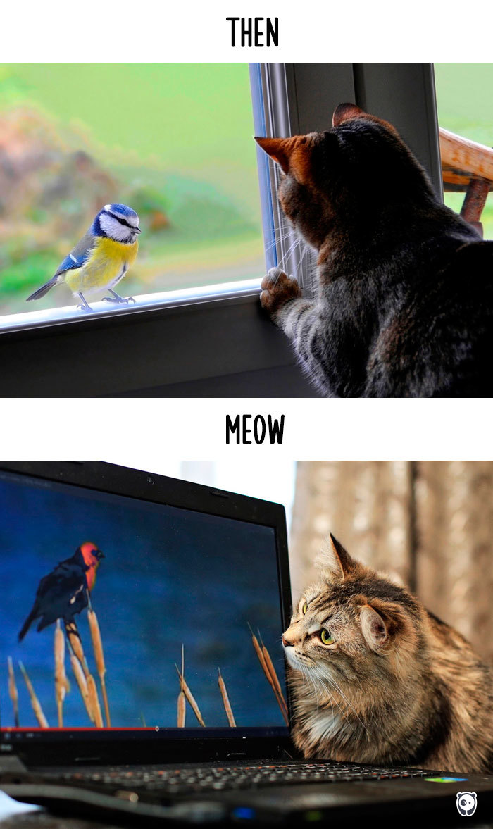 Then vs Meow How Technology Has Changed Cats’ Lives (10+ Pics) - Bird Watching