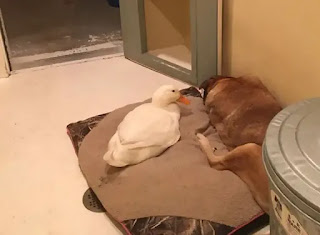 Aparece un pato misterioso que cura la depresión de dos años de un perro en duelo