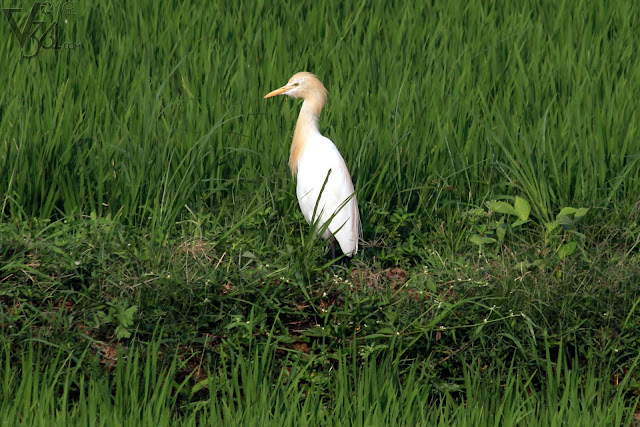 Cattle Egret in breeding plumage