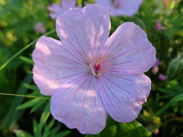 geranium vivace endressi