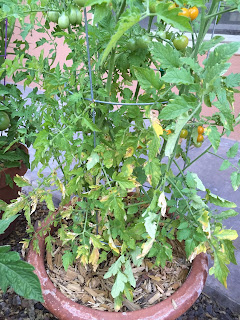 A tomato plant in a pot with yellowing leaves