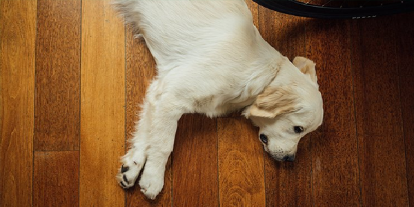 A morte de um animal de estimação dói Igual à de um familiar