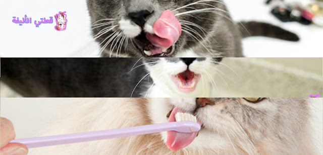 العناية بالأسنان عند القطط
