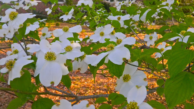 Dogwood