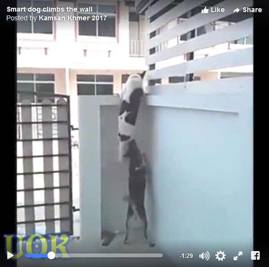 Smart dog climbs the wall សុនខឈ្លាសវៃឡើងជញ្ជាំង មើលកម្សាន្កកំដរចិត្តឱ្យសប្បាយ :))