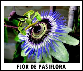 La pasiflora, sedante herbal