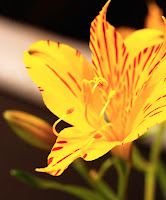 yellow alstroemeria, peruvian lily