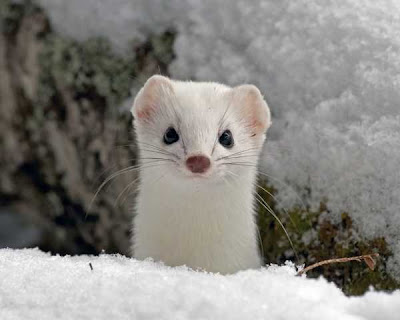 Advertising Georgia Internet Marketing on World Best Funny   Entertainment Pics  Beautiful Snow Animals
