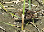 South PadreThe Sora Rail & Common Moorhen (south padre island wbc )