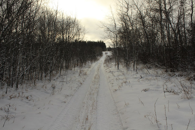 Snowy trail by Sprucewoods 