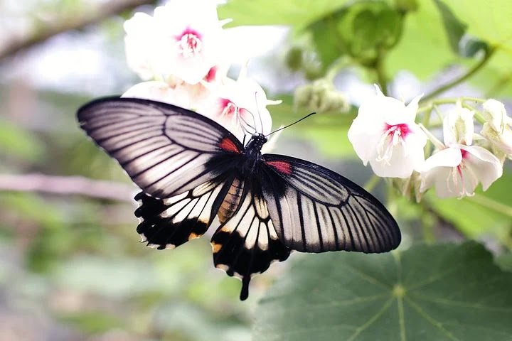Amazing this most beautiful butterfly