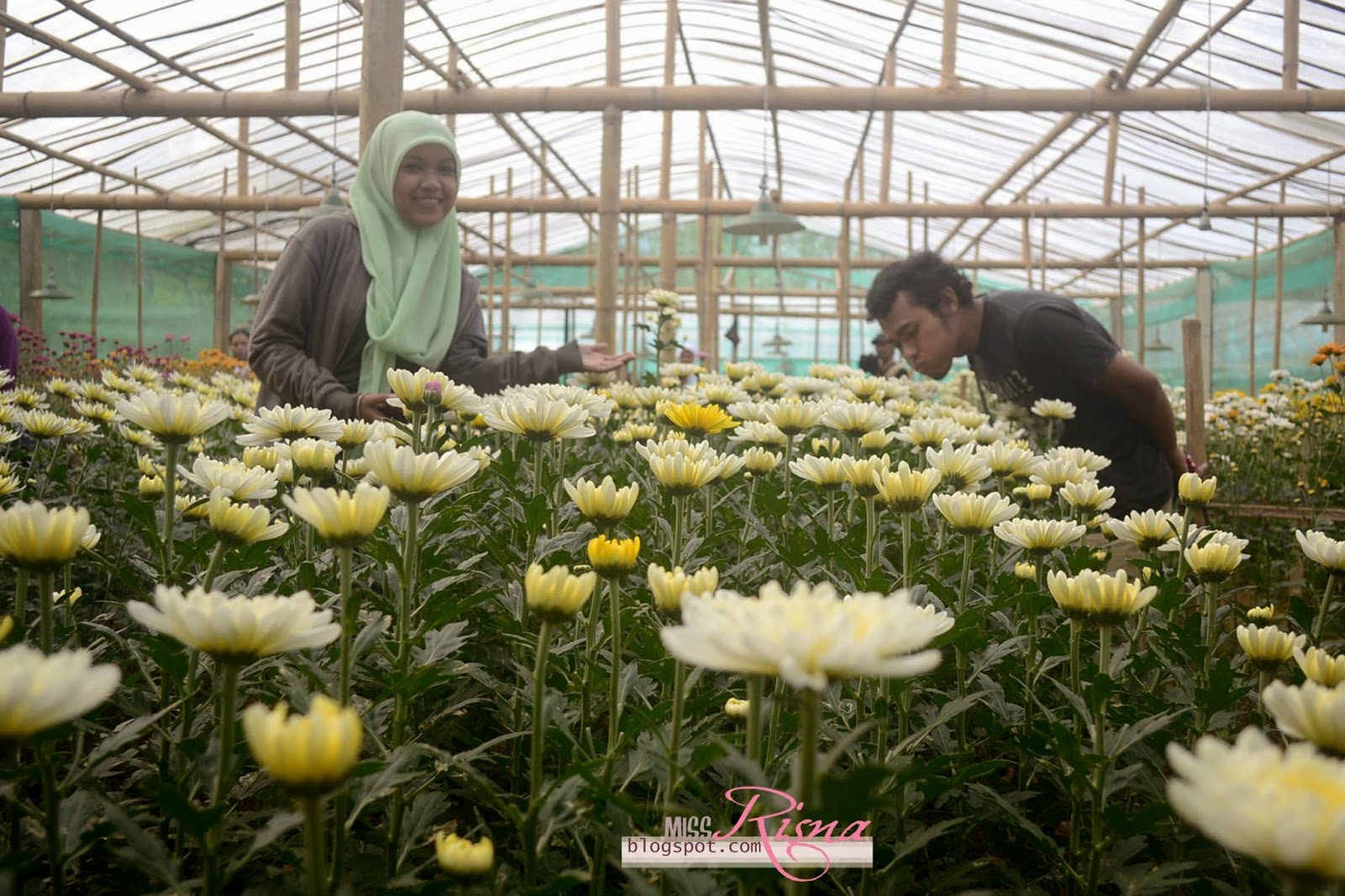 Cantiknya Ribuan Bunga  Krisan  di Kebun  Bunga  Gerbosari  