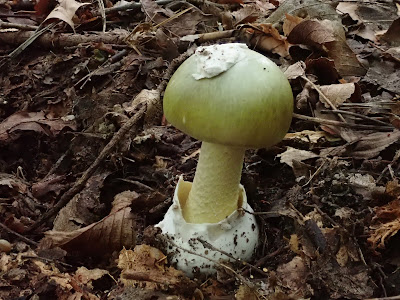 grzyby 2018, grzyby we wrześniu, gatunki rzadkie, kolorowe borowiki, borowikgładkotrzonowy, boletus depilatus, borowik przyczepkowy, borowik korzeniasty, borowikrudopurpurowy, koźlarze, jadalne muchomory, muchomor jeżowaty,muchomor szyszkowaty, porównanie muchomorów, muchomor zielonawy, kubeczniki, innoporek dwuwarstwowy