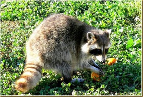 Mapache