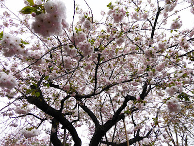 大阪造幣局 桜の通り抜け